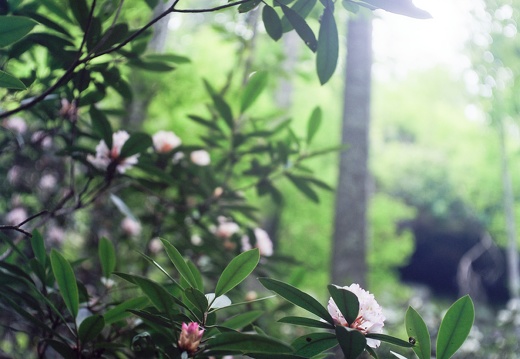 Trail and Flowering Rhododendron